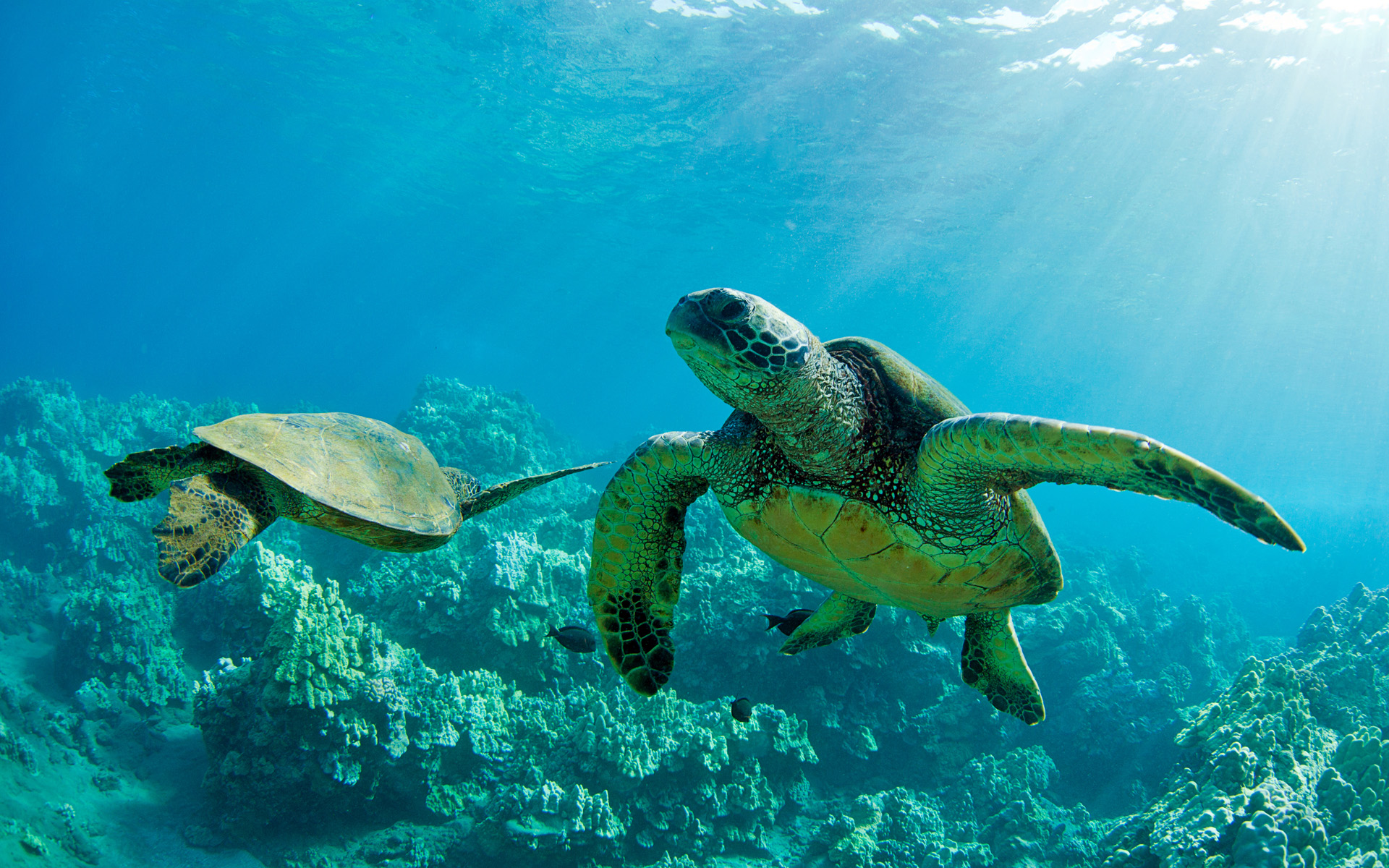 Two Green Sea Turtles Together Underwater Over Coral Reef Maui Hq