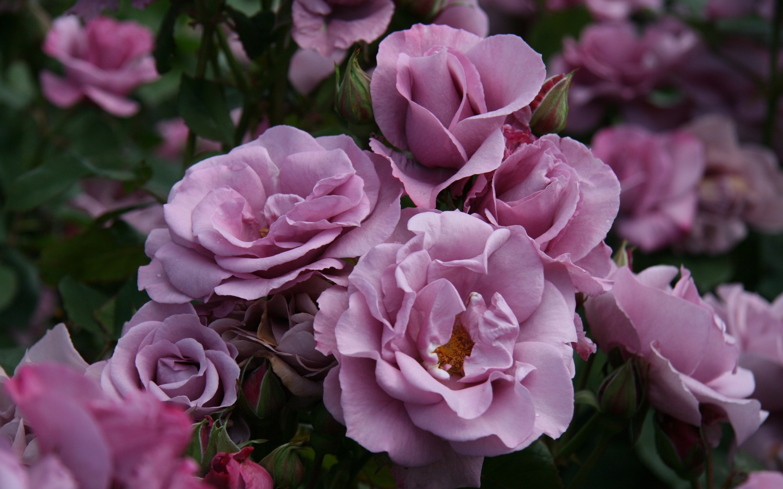 Purple Wild Rose Bush