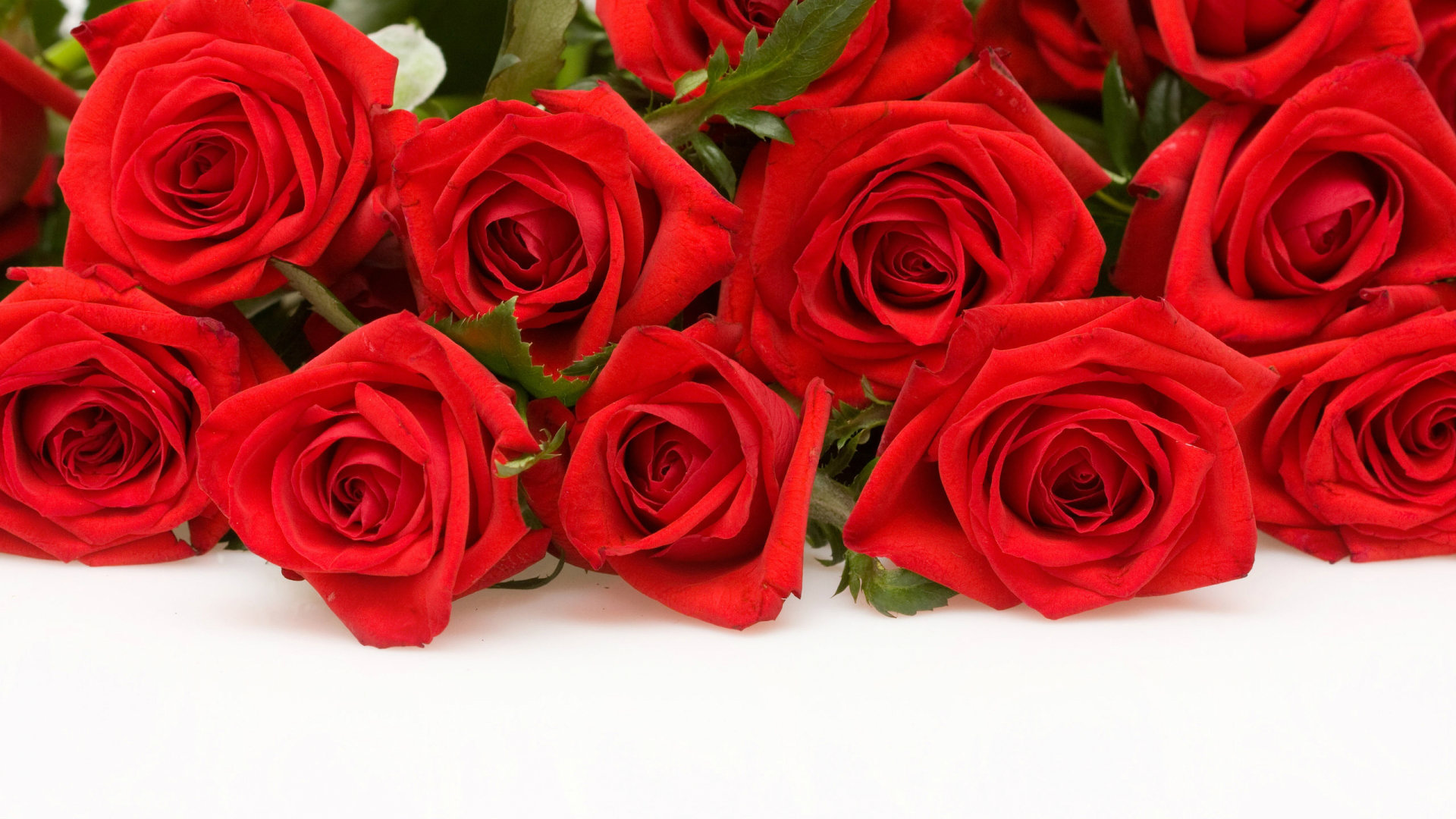 Most Beautiful Red Roses HD Wallpapers Flowers Pictures