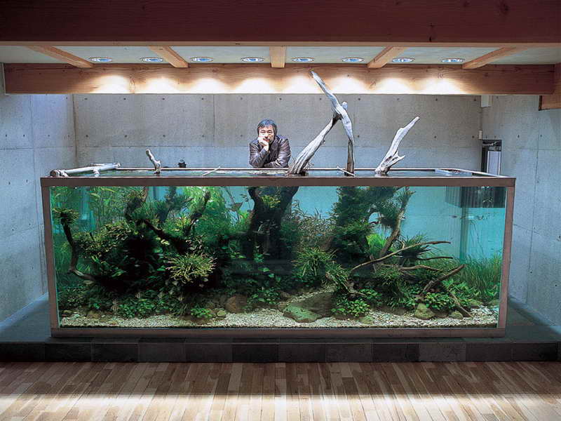 Unusual Fish Tanks Tank HD Wallpaper