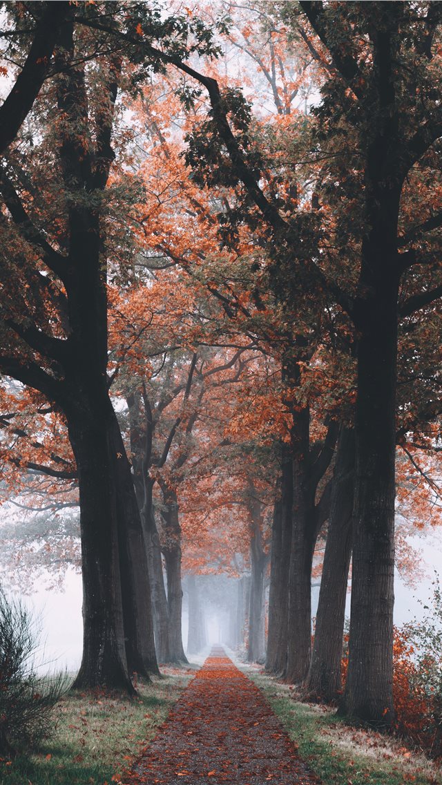 Best Tree iPhone HD Wallpaper