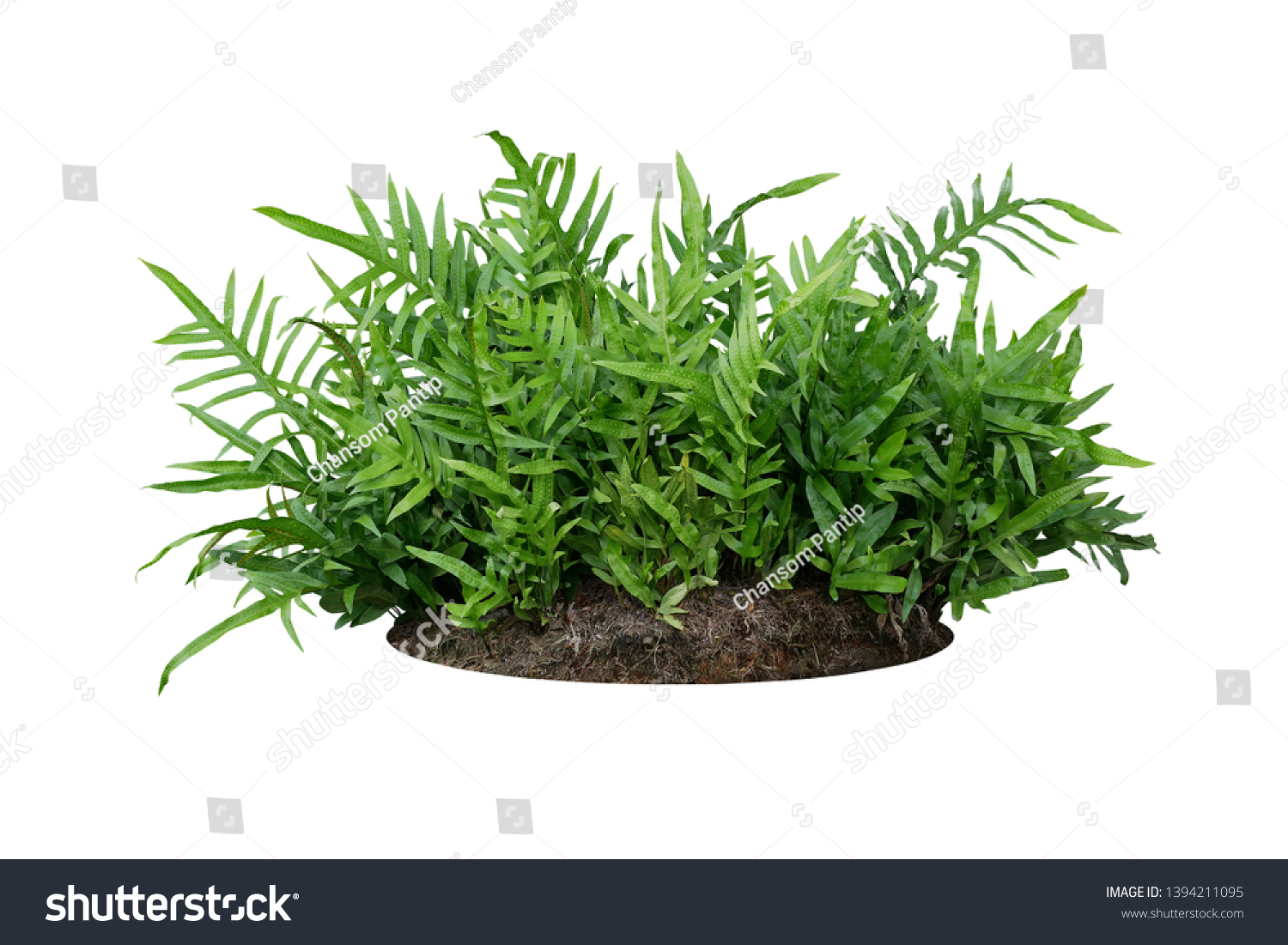 Free download Green Leaves Hawaiian Lauae Fern Wart Stock Photo Edit