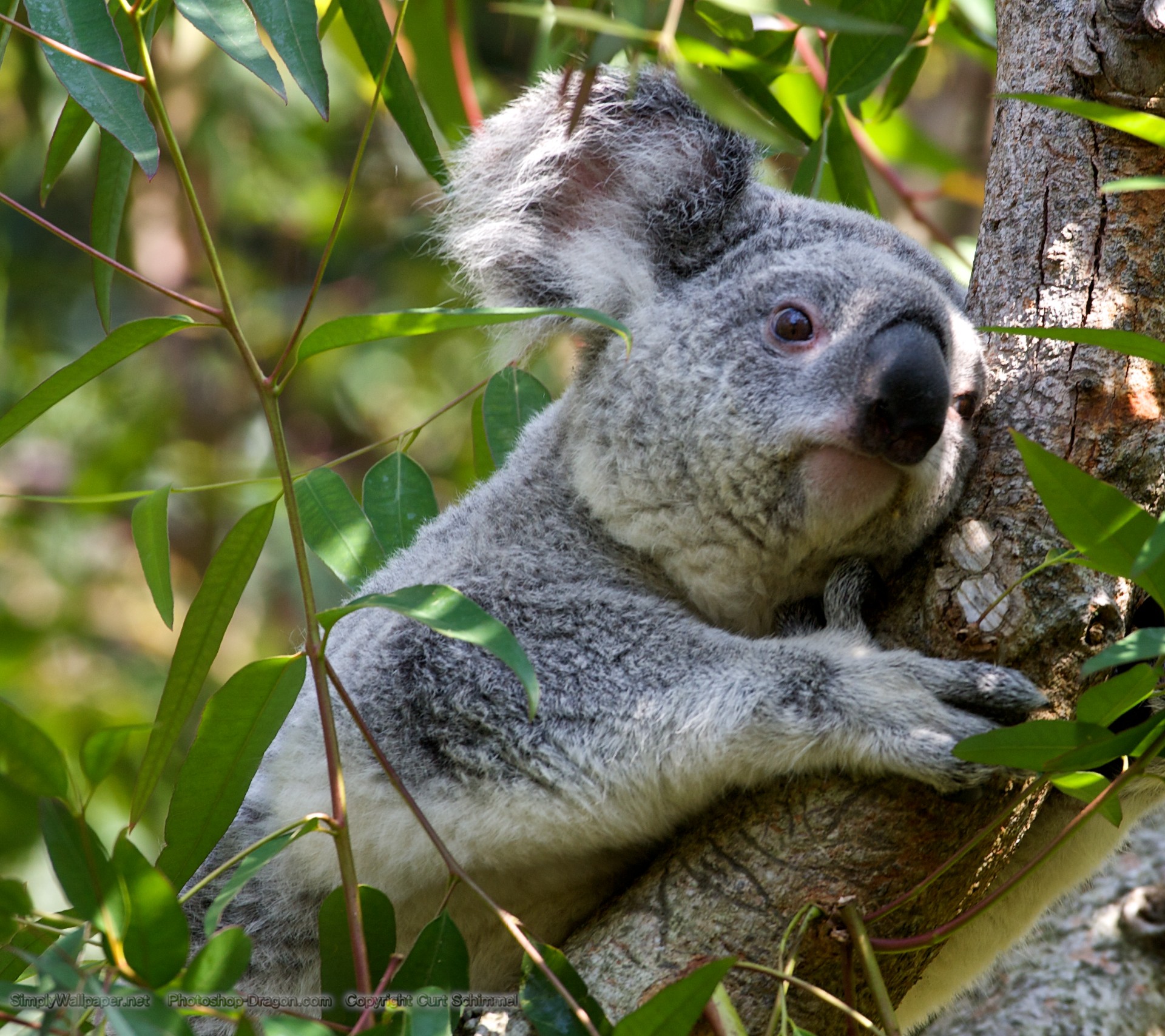 Grey Koala Bear Wallpaper HD Bears
