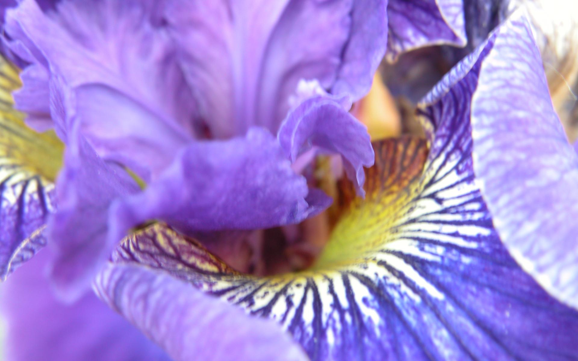 Purple Iris Wallpaper