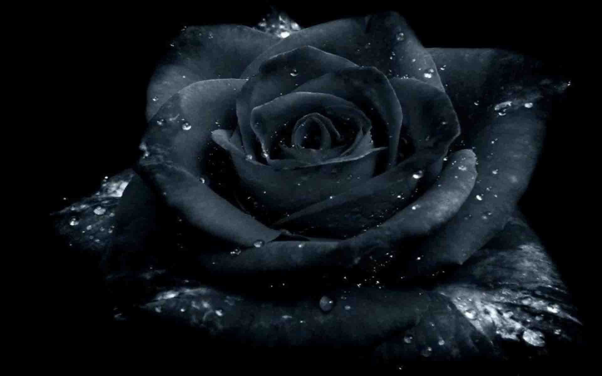 Tổng hợp hình nền hoa hồng đen Cực đẹp và nổi bật