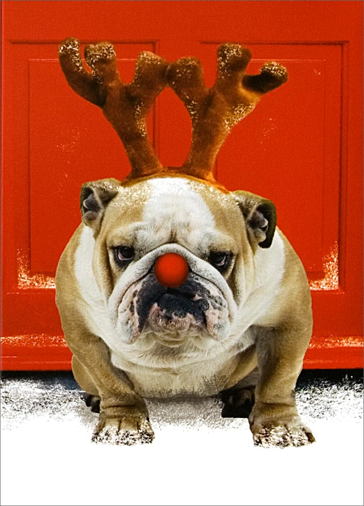 Christmas Bulldog Wallpaper WallpaperSafari
