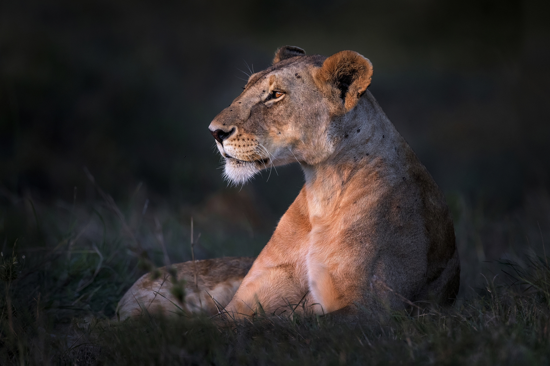 Lone Lioness Wallpaper