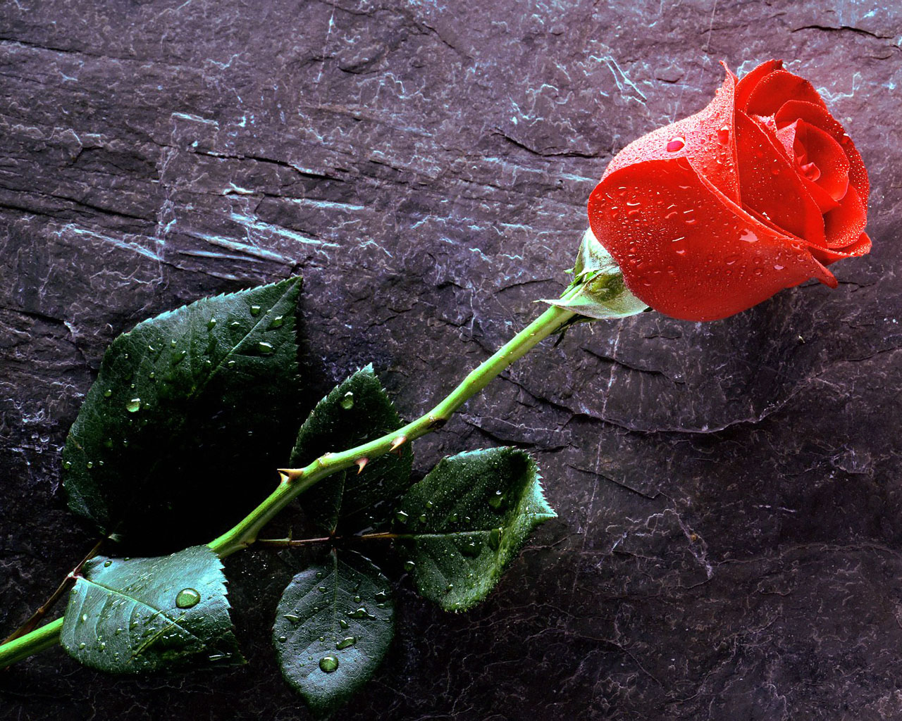 Red Rose Love Wallpaper HD For Walls Mobile Phone