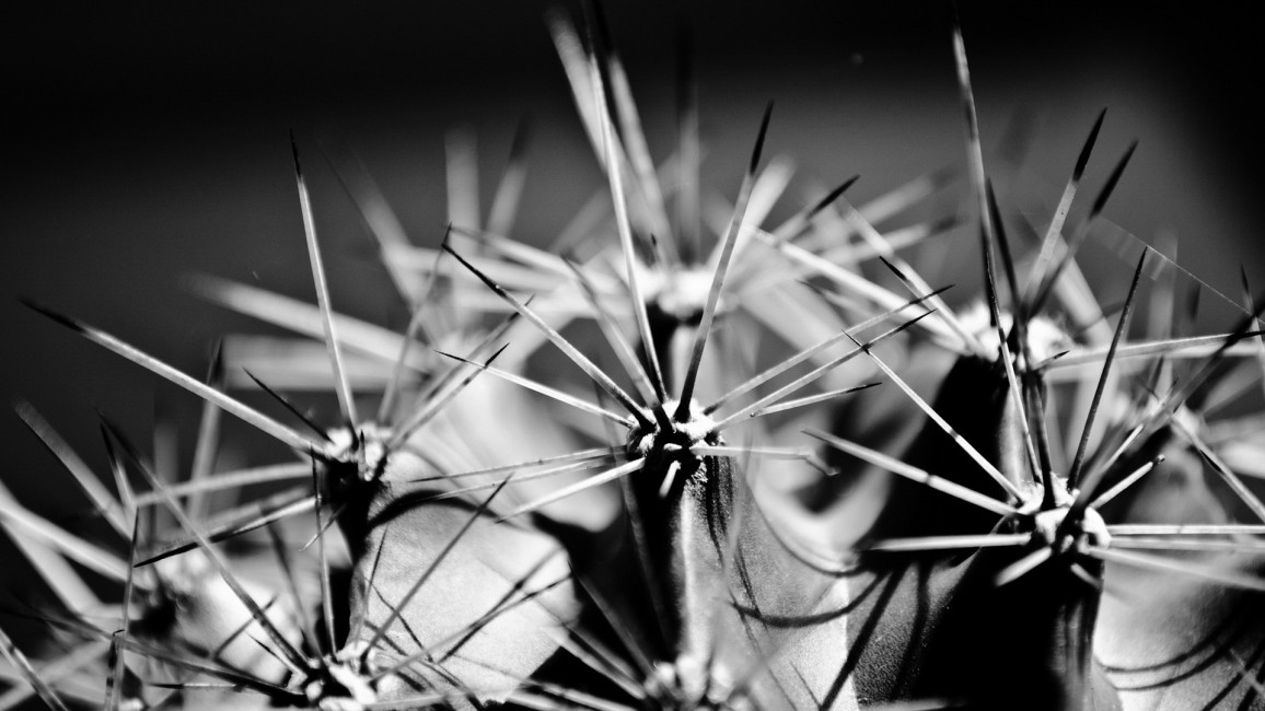 Cactus Thorns Plant Black White Stock Photos Image HD
