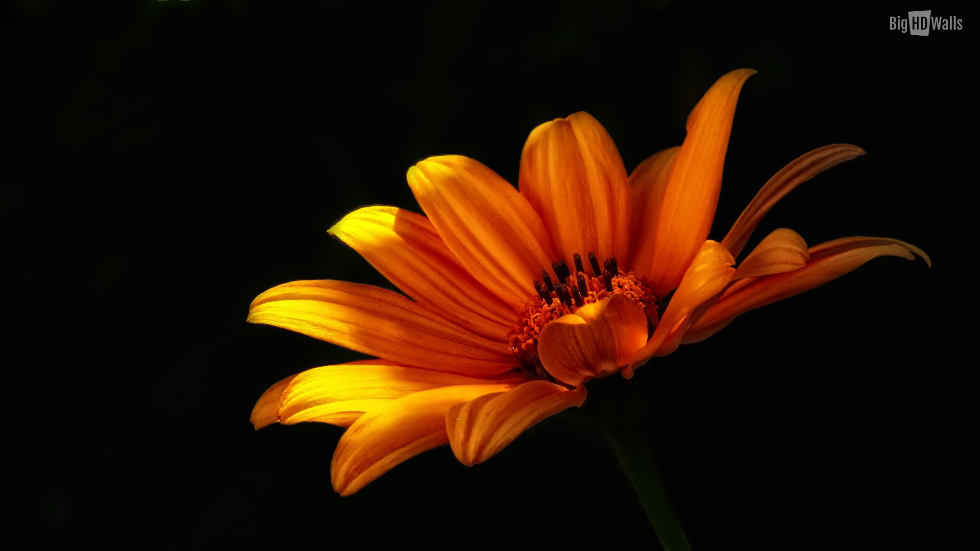 Orange Flower HD Background003