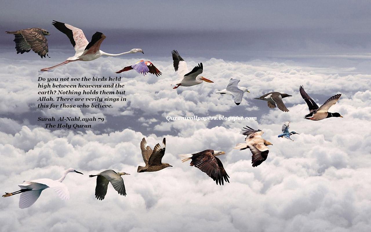 Islamic Wallpaper Of Holy Quran S Verse Regarding Birds Along With