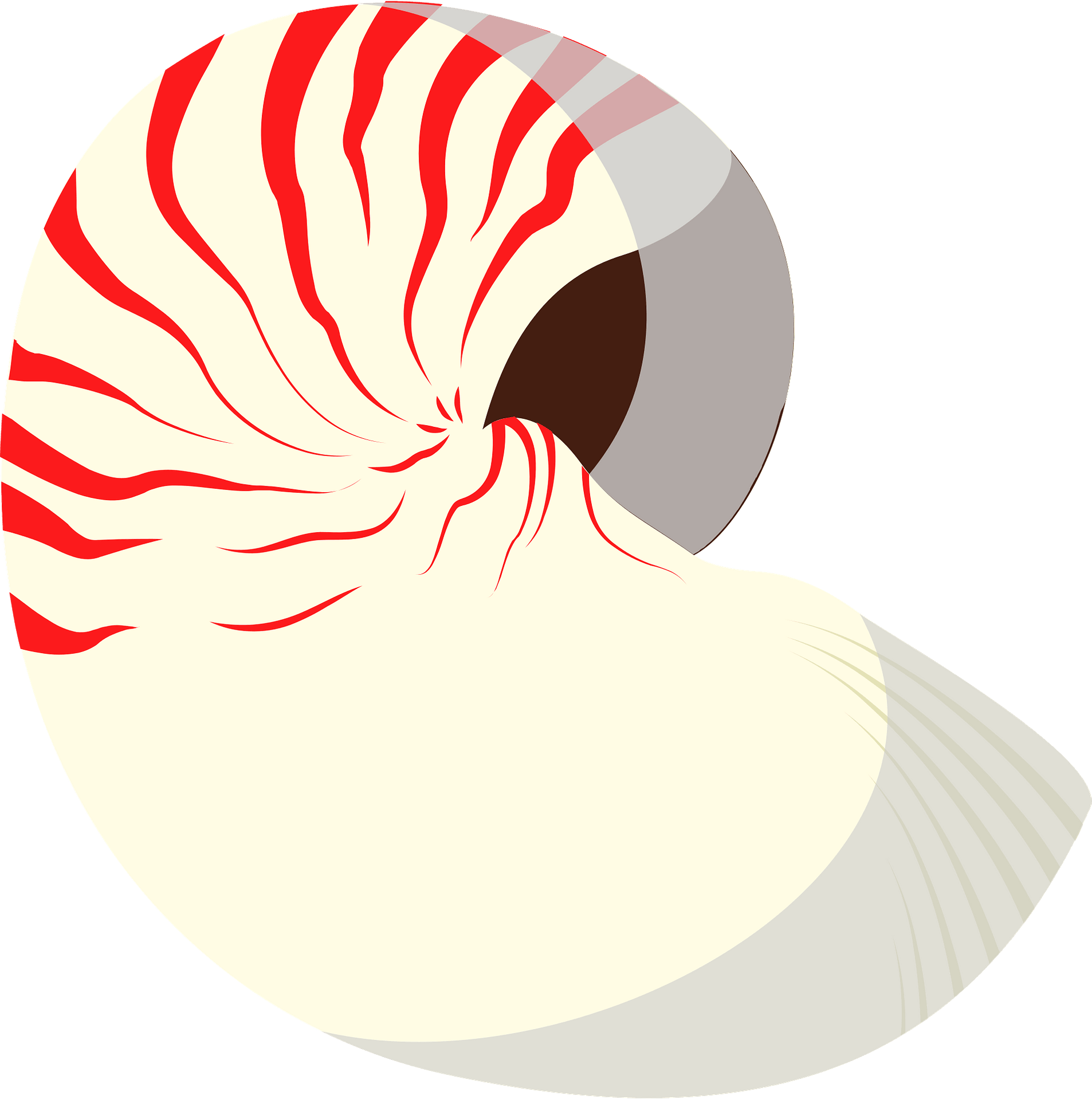 Ammonite Clipart Wallpaper