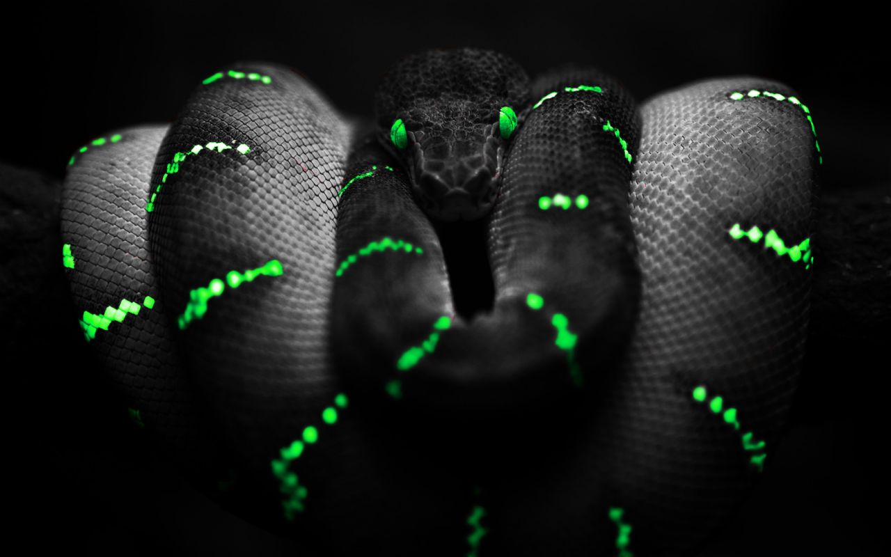 Scary Snakes HD Wallpaper In Animals Imageci