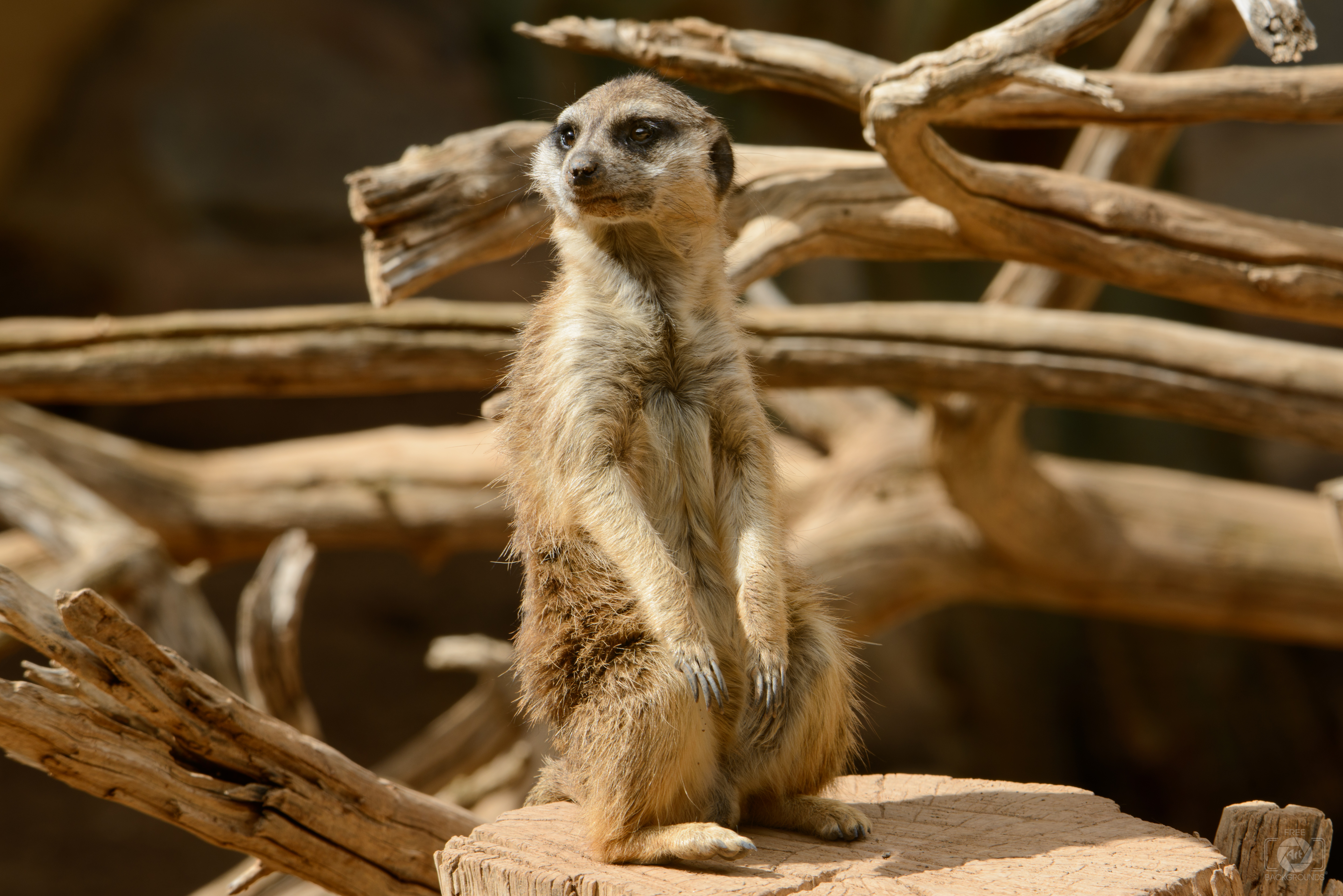 Cute Meerkat Background High Quality Background