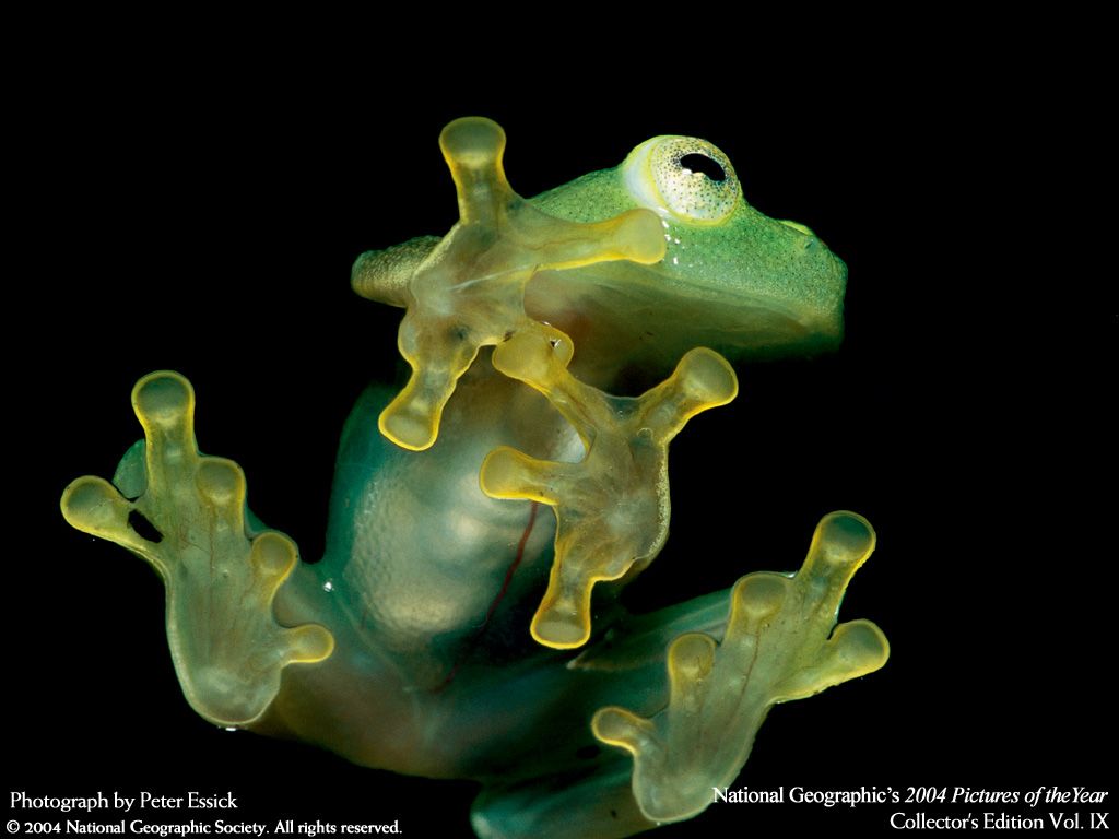 Glass Frog An Endangered Species In Costa Rica Monteverde Cloud