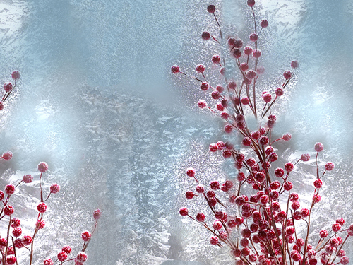 Winter Berries Wallpaper Jpg