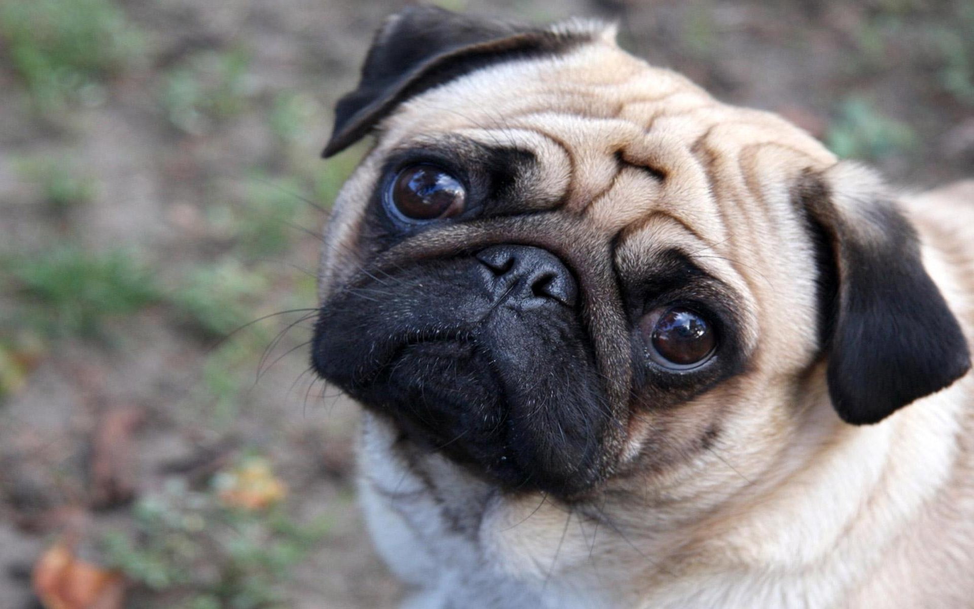 Cute Pug Photos HD Wallpaper Image Pictures
