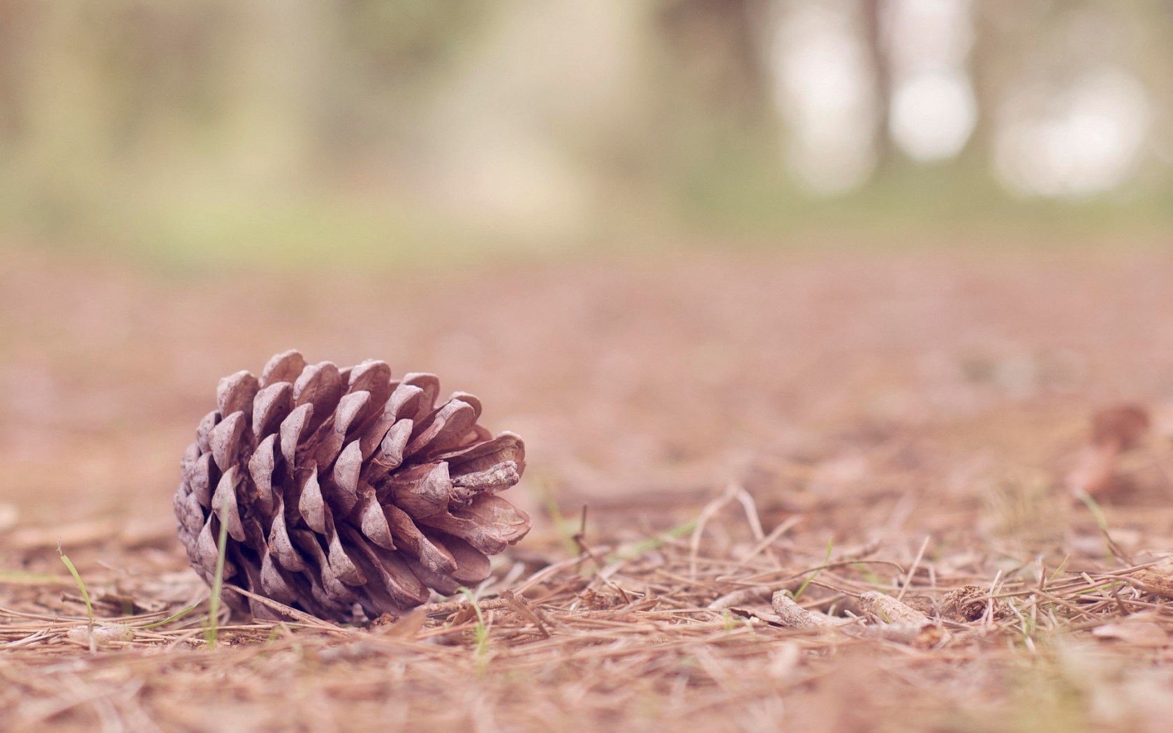 Nature Pine Cone HD Wallpaper Best HD Wallpapers for desktopPicture
