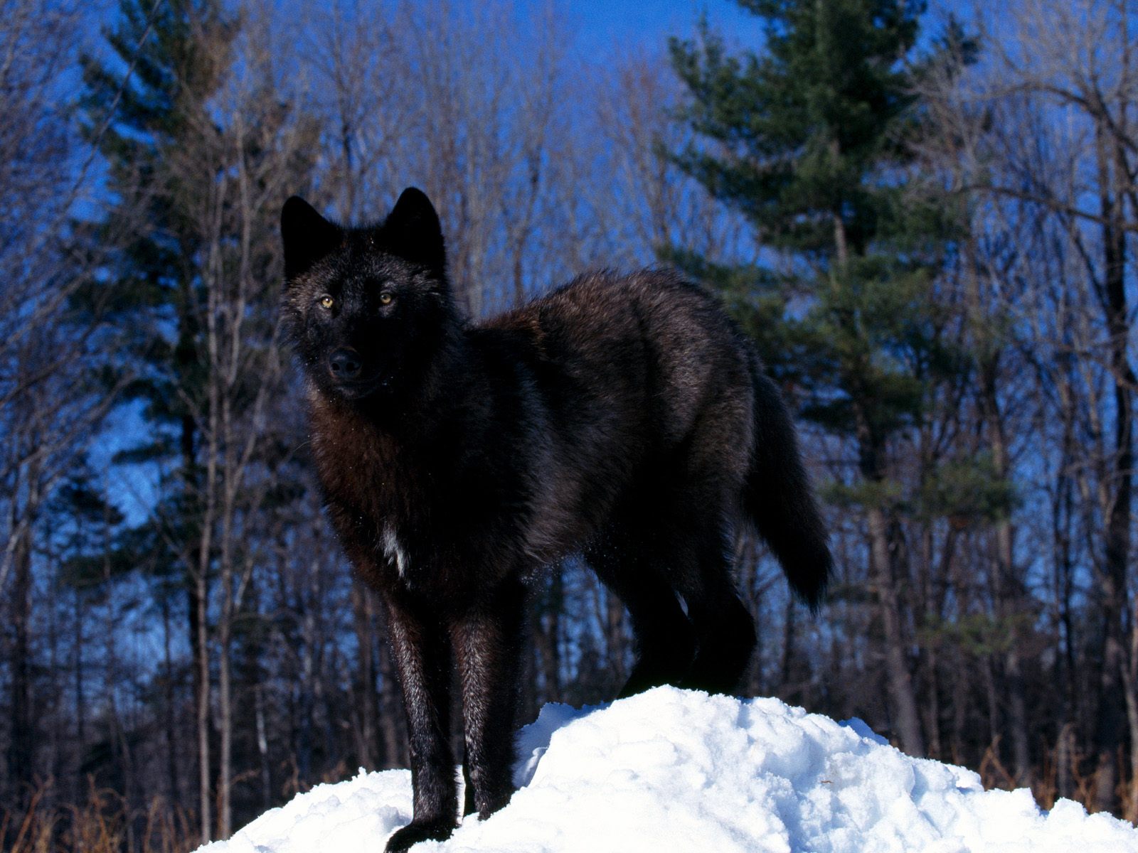 Beautiful Black Wolf Wolves Wallpaper