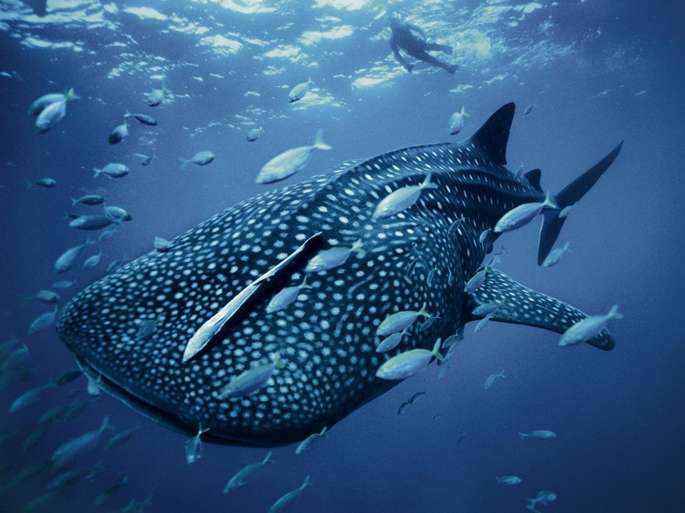 Whale Shark Photo Animal Migration Wallpaper National Geographic