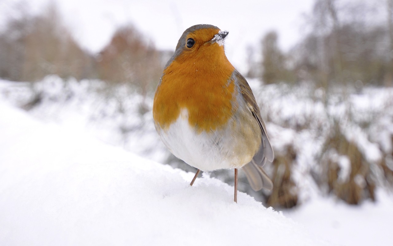 HD BIRD IN SNOW WALLPAPER BACKGROUND   Ventubecom
