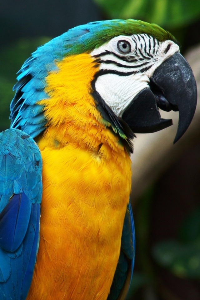 Blue And Yellow Macaw Wallpaper For iPhone