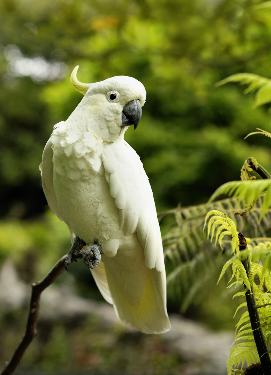 Sulphur Crested Cockatoo Wallpaper Animal Hq