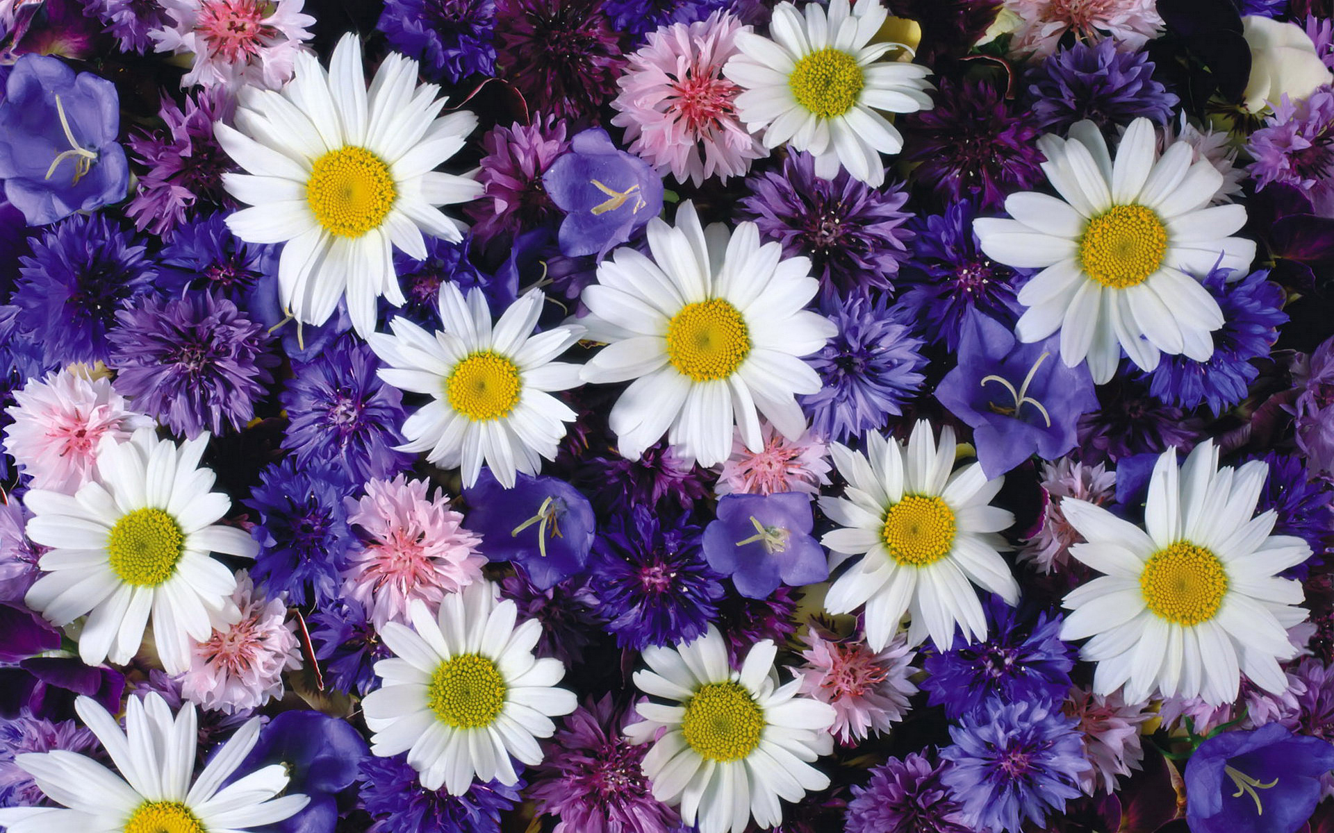 Blumen Wallpaper