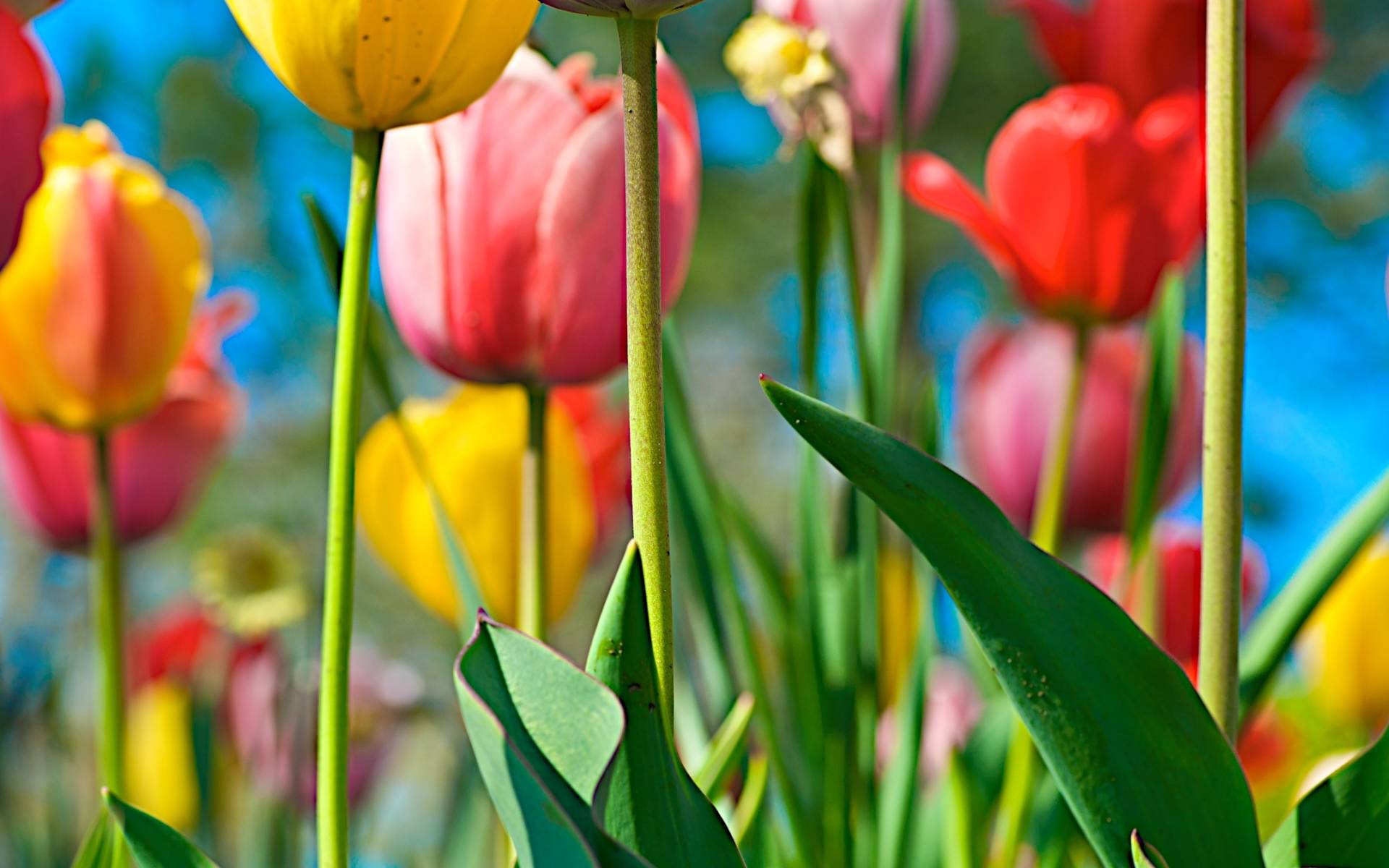Field Tulips Background Nature Desktop Wallpaper