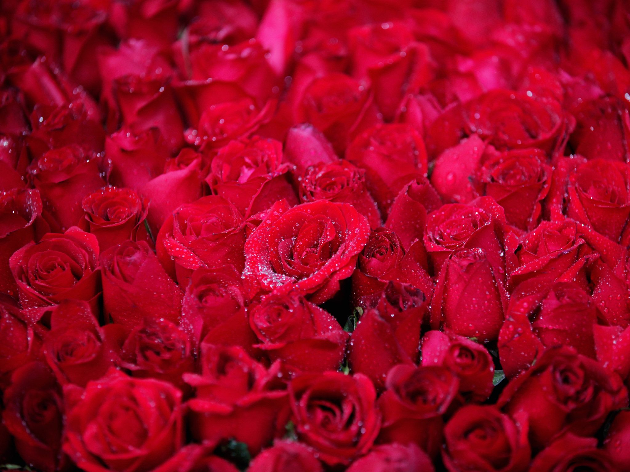 [8+] Girdle Wallpapers | WallpaperSafari