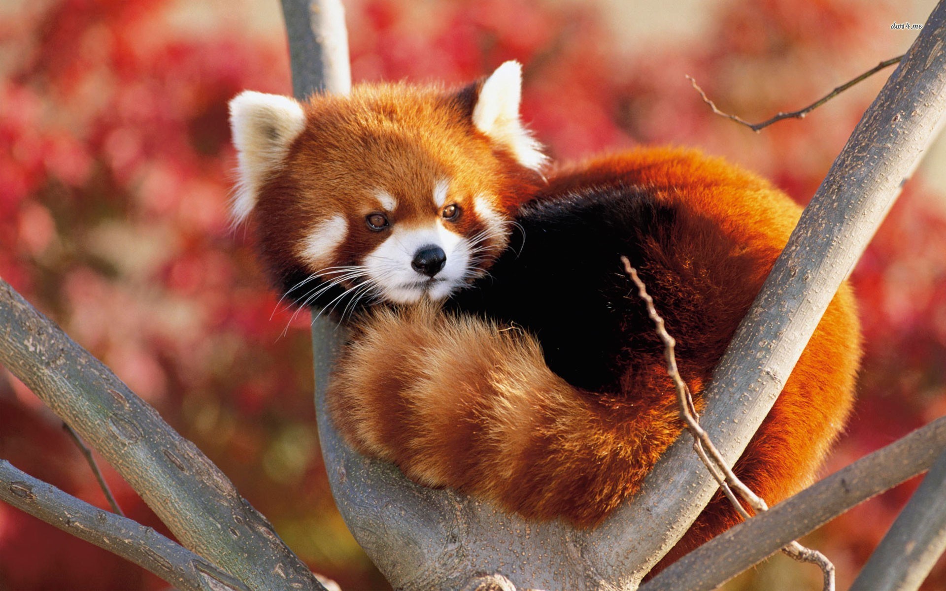 Red Pandas HD Wallpaper