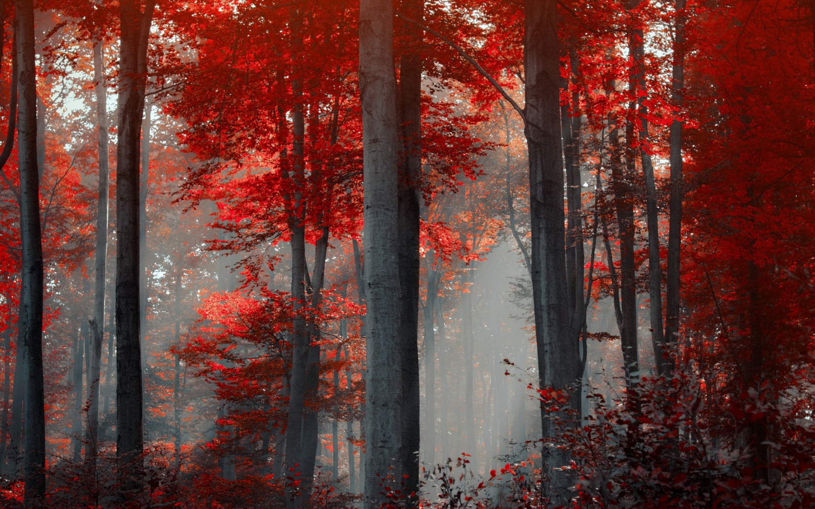 Red Forest Landscape Wallpaper