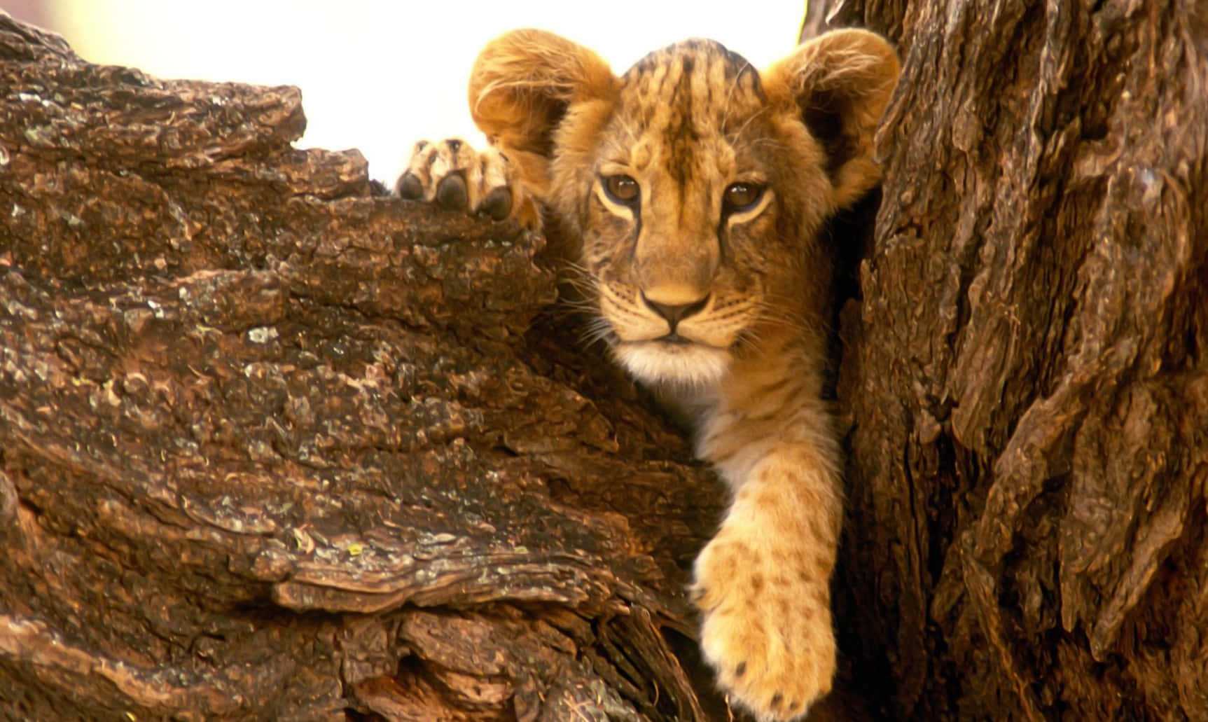 Baby Lion Background Wallpaper