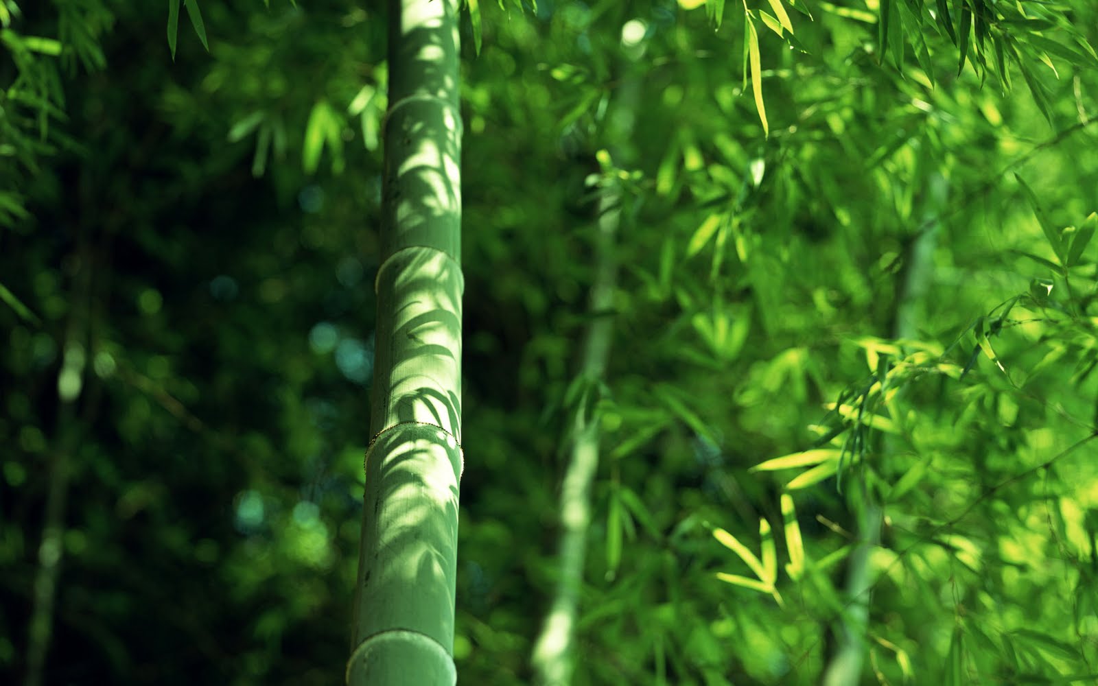 Forest High Definition bamboo design wallpaper bamboo pattern 1600x1000