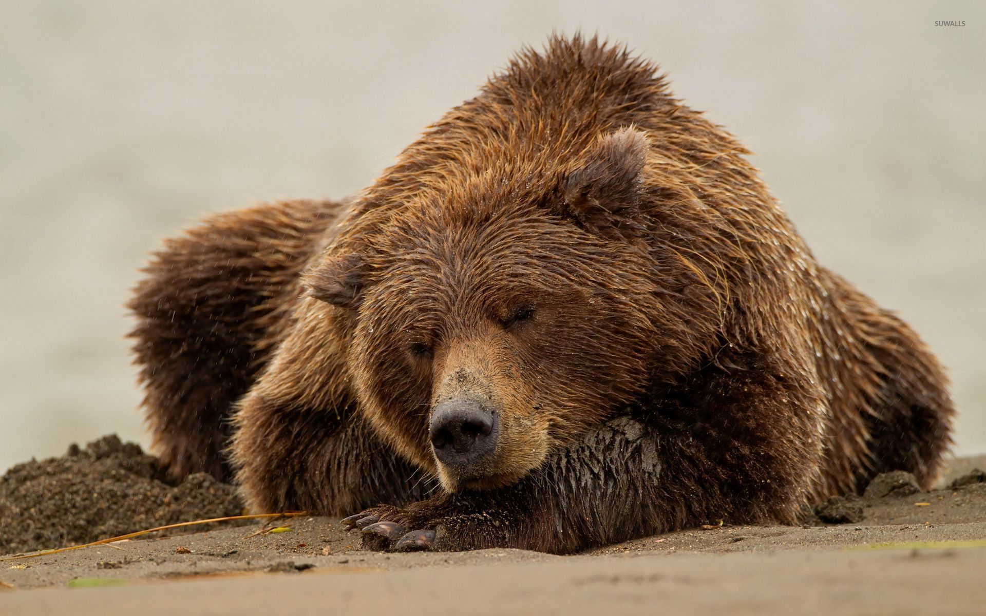 Brown Bear Sleeping On Wet Sand Wallpaper Animal
