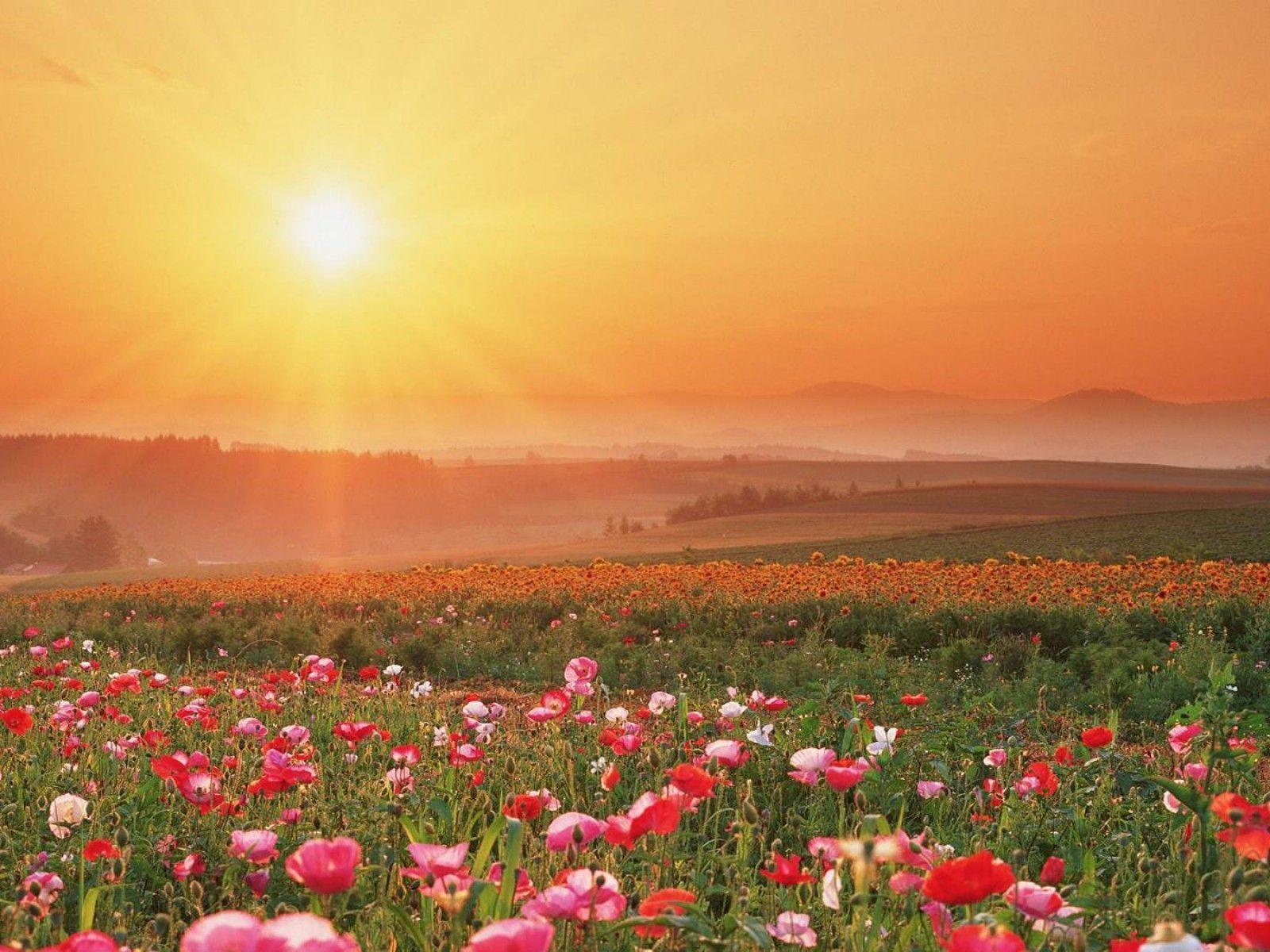 Field Of Flowers Wallpaper