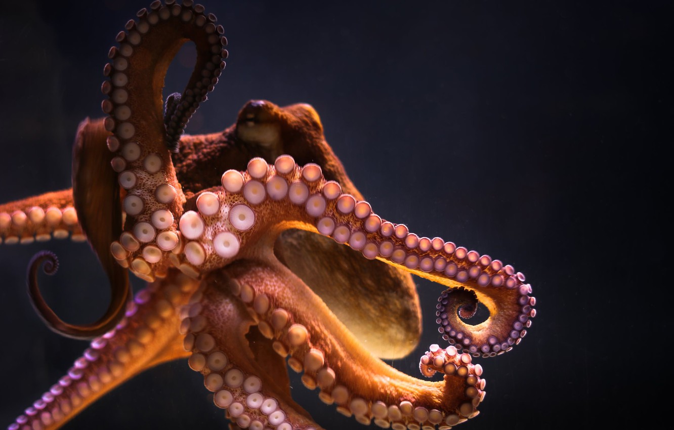 Wallpaper Aquarium Octopus Tentacles Cephalopod