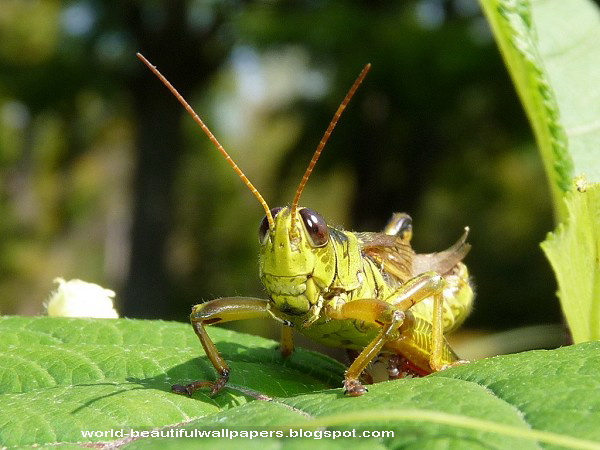 Beautiful Wallpaper Grasshoppers