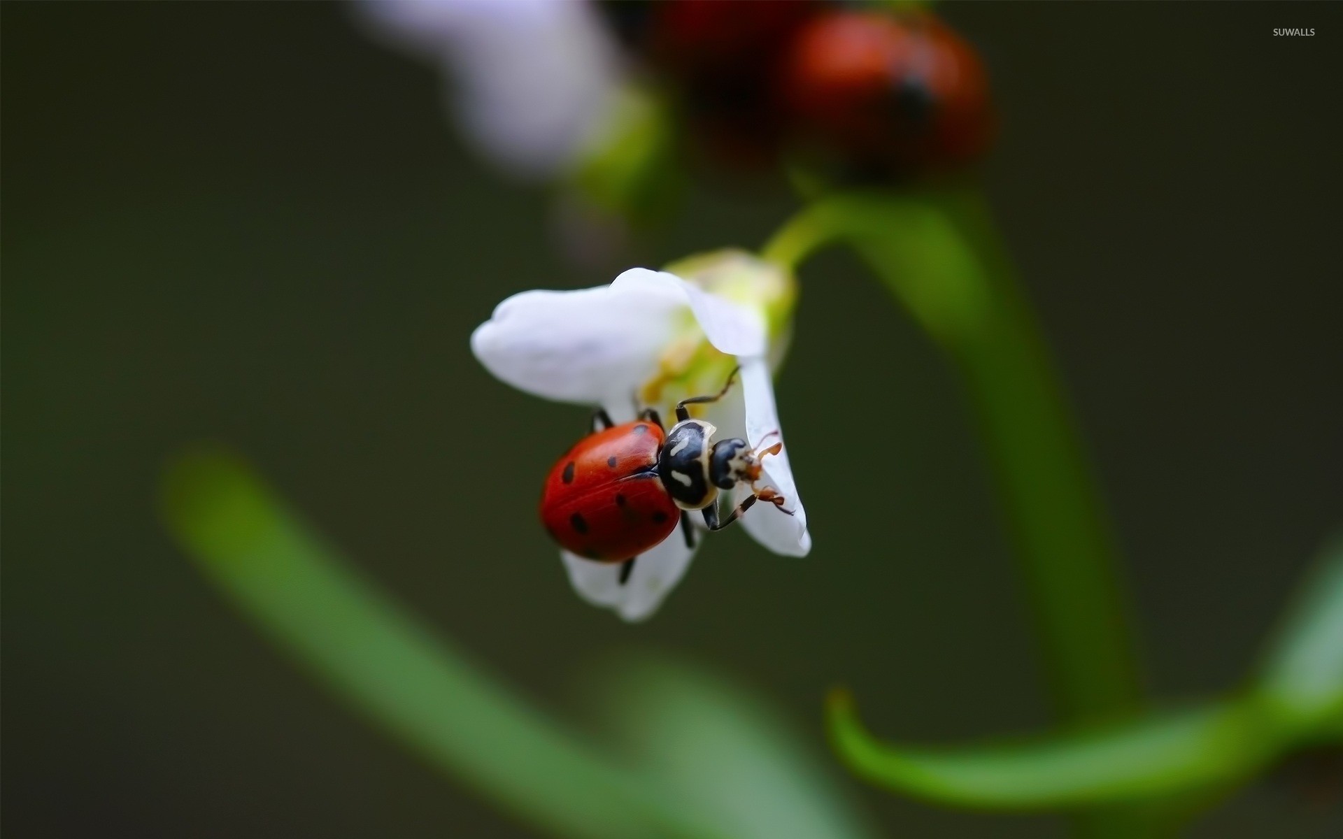 Ladybug Wallpaper Animal