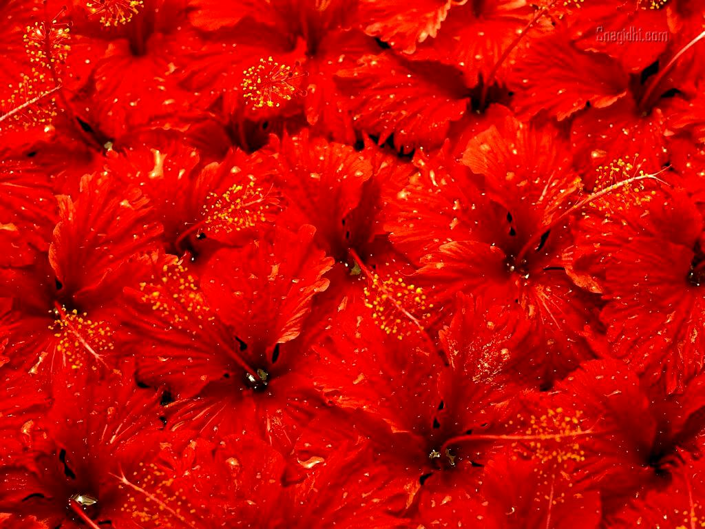 Nature Red Flowers Wallpaper Snegidhi