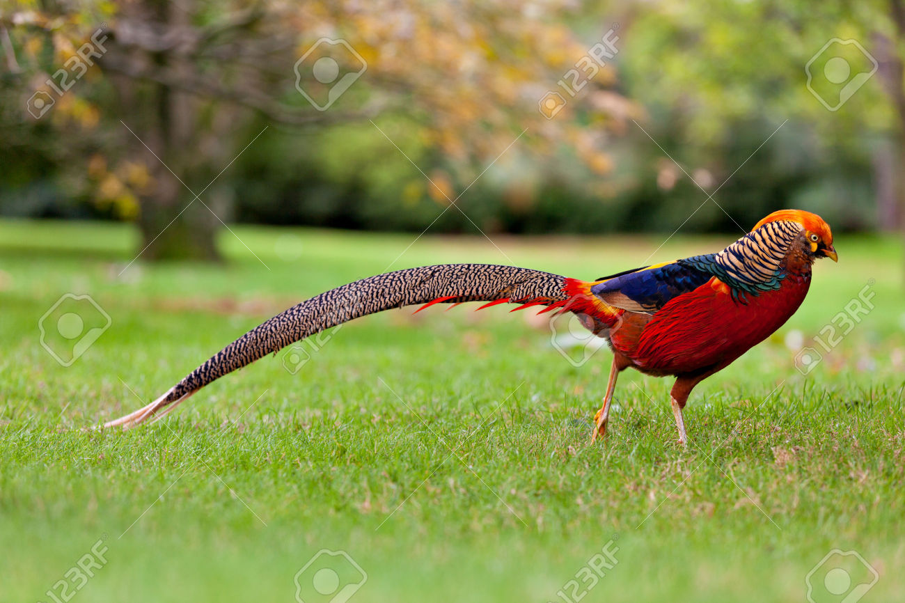 Golden Pheasant Wallpaper Animal Hq