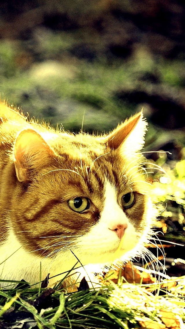 Cat Iphone Hd Wallpaper