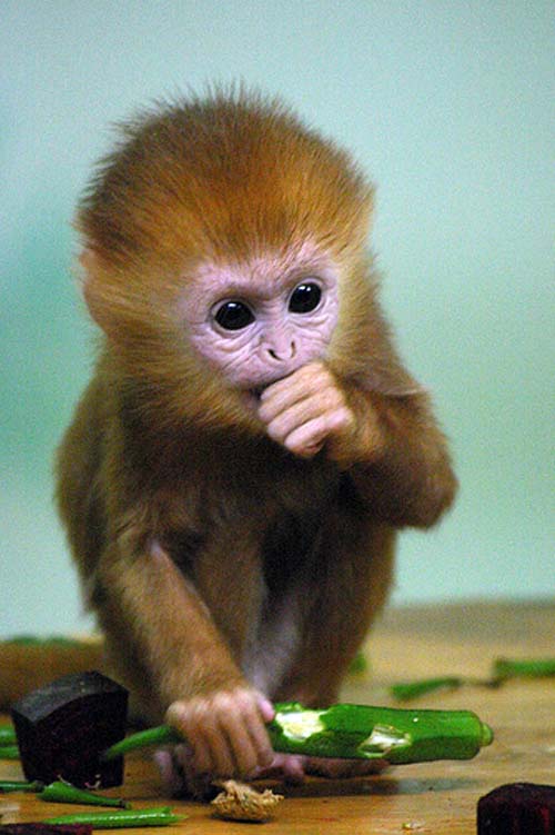 Adorable Monkey Pictures To Celebrate The Year Of