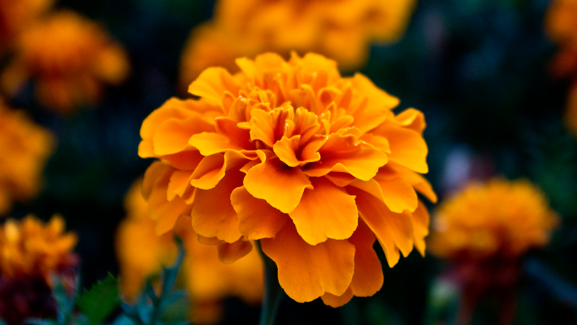 Amazing Orange Flowers Wallpaper