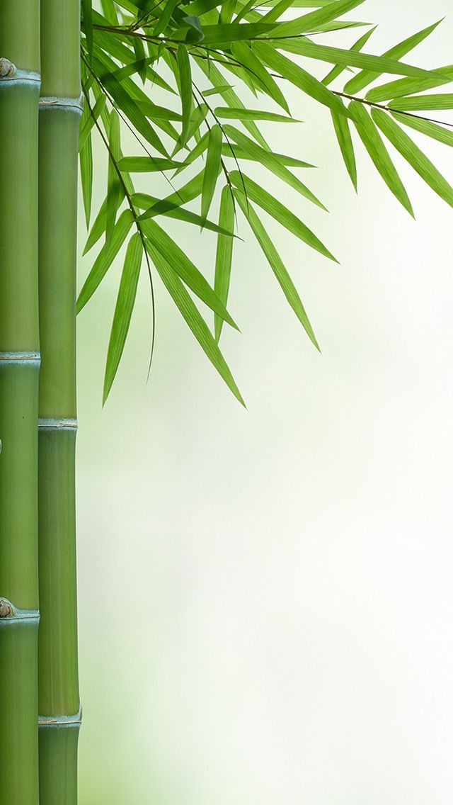 iPhone Wallpaper Bamboo QHD Colorful
