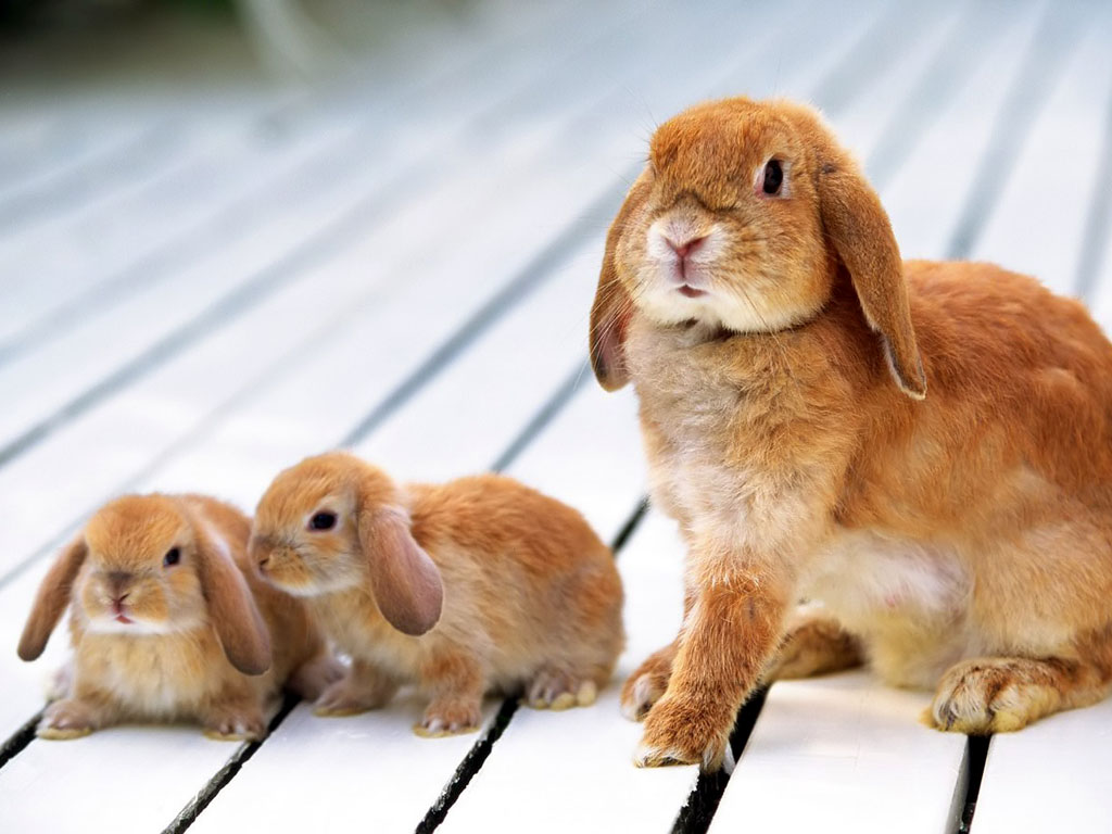 Cute Baby Rabbits HD Wallpaper In Animals Imageci