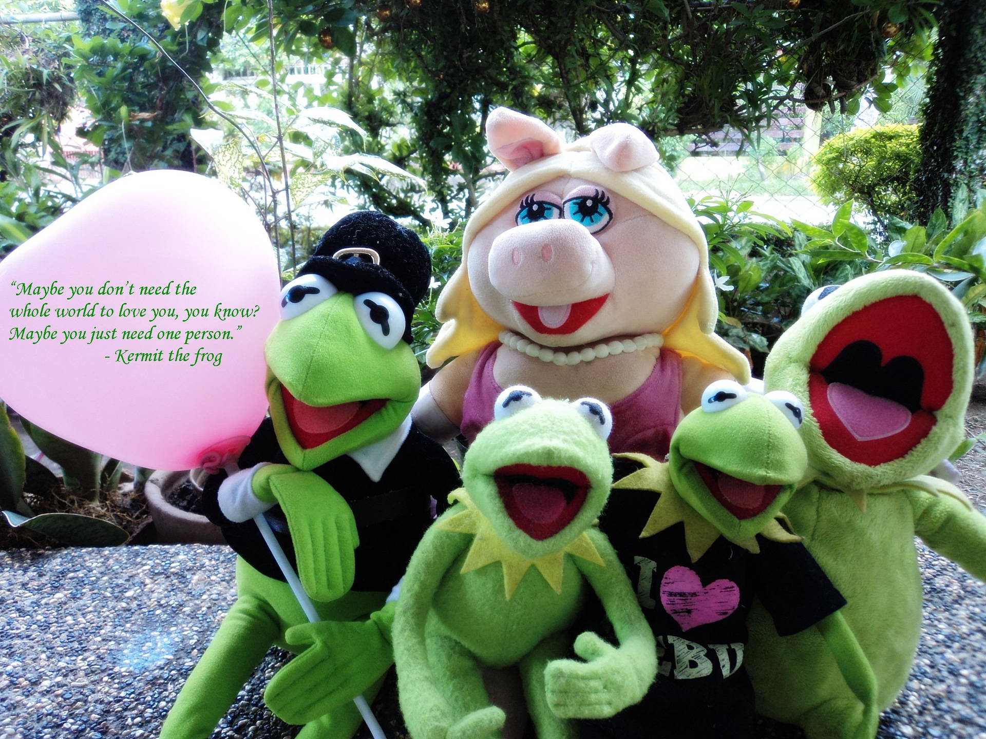 Kermit The Frog Wallpaper