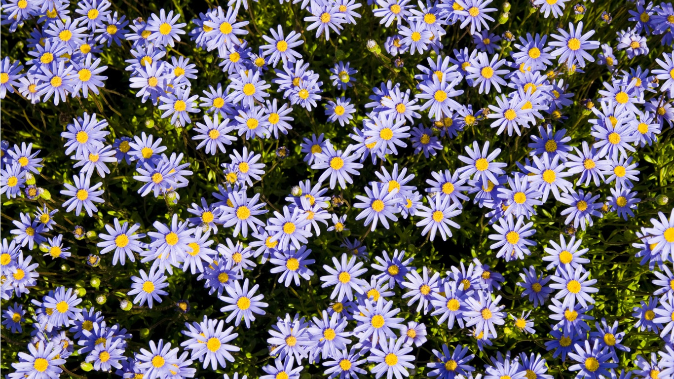 Sunny Flowers Wallpaper