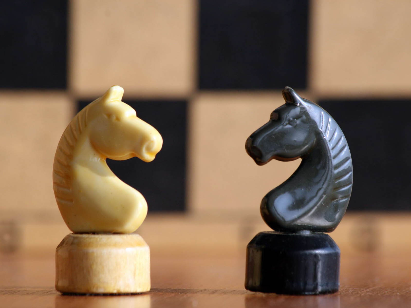 Tag Chess Horse Wallpaper Background Photos Image And Pictures