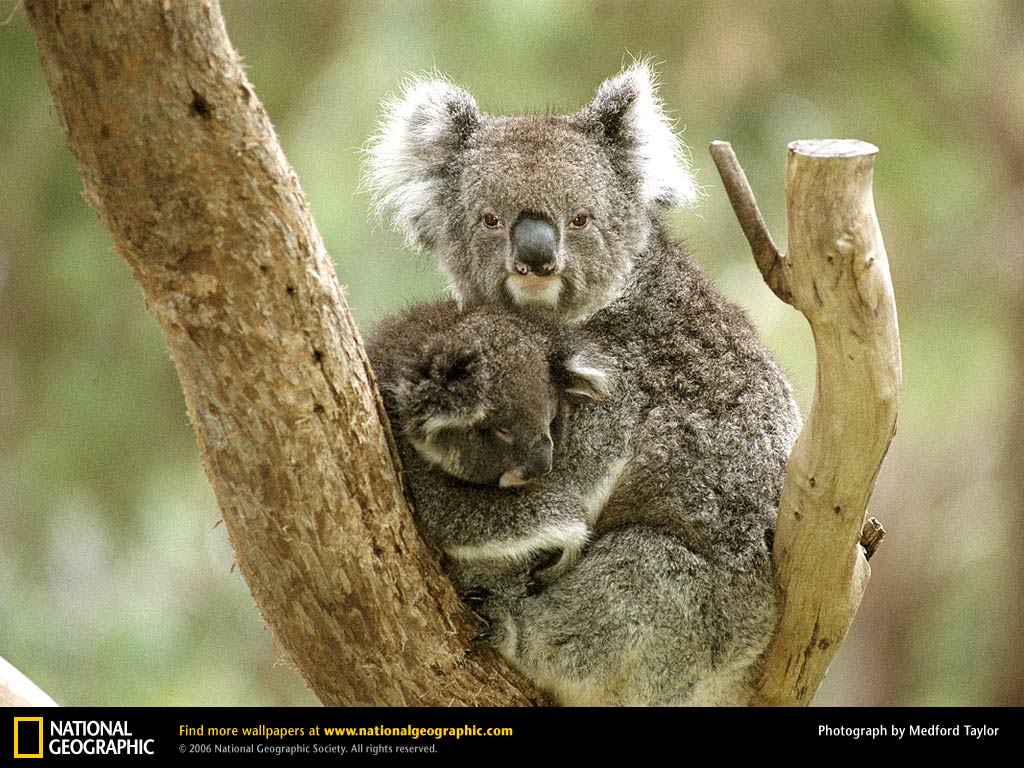 Koala Picture Koala Desktop Wallpaper Free Wallpapers Download
